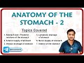 Anatomy Of The Stomach ( Part 2) : Stomach Bed, Neurovascular supply, Venous an dlymphatic drainage