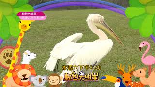 momo親子台| 動物大明星S5 第五季【白鵜鶘】預告01 每週六下午5:30