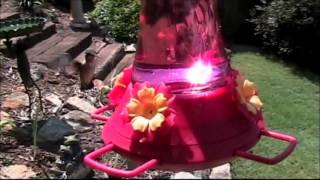 Amazing Hummingbird Attack!! (Just for changing the feeder!)