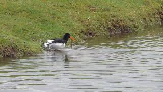 Zo baadt de vogel van het jaar 2023, de scholekster