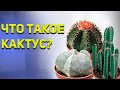 Кактусы. Что такое кактус?. История кактусов.