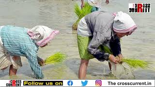 ফ্লপ শ্ব'ত পৰিণত হ'ব নেকি কৃষকৰ ধান ক্ৰয় প্ৰক্ৰিয়া?