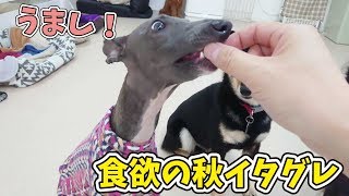 食欲の秋イタグレ 🐶ひみつきちなう！②🐶 (チワワ 柴犬 ポメラニアン トイプードル) 2019年10月24日