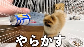 失敗を繰り返す飼い主と陽気なポメラニアン【699日目】