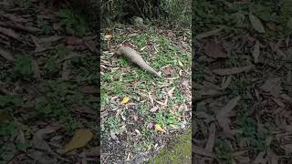 Taiwanese pangolin taking a stroll. (Mishen)