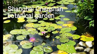 shanghai Chenshan botanical garden 上海辰山植物園 2019年9月