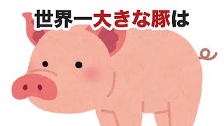 豚ってスゴイ【豚に関する面白い雑学】