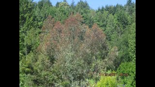 Mature Eucalyptus neglecta in a Northern climate