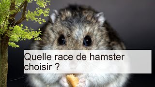 Quelle race de hamster choisir ? | Se procurer un hamster | Hamsters