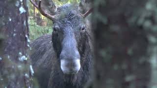 Hirvijahti 2024 osa 3, moose hunting 2024 part 3 #hirvenmetsästys #hirvijahti #moosehunting