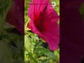 Hibiscus 🌺 canabinus #youtubeshorts #homegardens #beautiful #shortsfeed #flowers #viralshort