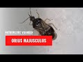 Roofwants -  Orius majusculus | Natuurlijke vijand