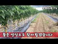 여러분의 고추는 지금 무사 합니까 55 농사이야기 고추재배