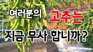 여러분의 고추는 지금 무사 합니까  [55] #농사이야기 #고추재배