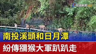 南投溪頭和日月潭 紛傳獼猴大軍趴趴走