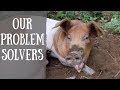 How to use your Pigs to turn Problems into Solutions