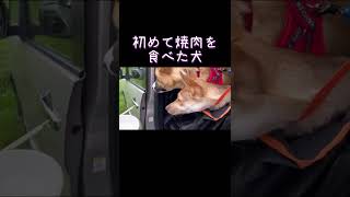 お肉の美味しさに感動する犬#shorts