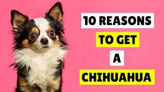 10  Reasons to Get a Chihuahua Dog RIGHT NOW!