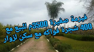 فيرمة صغيرة للبيع مساحتها 3500 تتوفر على منزل و منزل ضيوف وعلى مسبح في طور بناء و400 شجرة فواكه