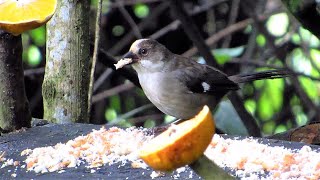 Immature Pale-headed Brushfinch