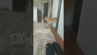 【柴犬あん】くしゃみ。#shibainu#shorts