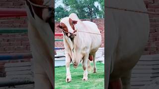 Gulabi Nukra Bull | Cholistani Gulabi Bull | #bull #cow #animals #bakramandi #shorts #viral