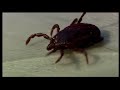 the tick and the bird wildlife documentary