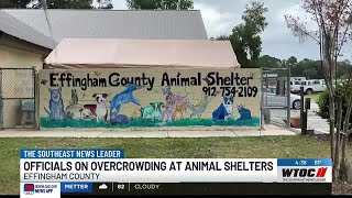 Trap-Neuter-Return program helping reduce Effingham Co.’s feral cat population