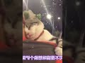 根据猫咪的睡觉位置，判断你们的关系，你家猫咪爱你吗 003