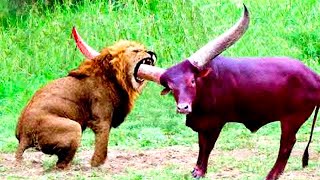 When Animals Go On A Rampage And Mess With The Wrong Opponent!