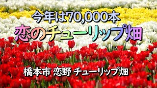 恋のチューリップ畑2022（橋本市恋野）恋し野の里