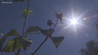 ‘We've never had anything like this’: Sweltering Arizona summer continues to break records