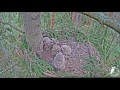 2017 05 29 11h28m ~bo comes without prey owlet is a bit upset~