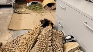 大量の洗濯物を見にくるモルモットもるちゃん