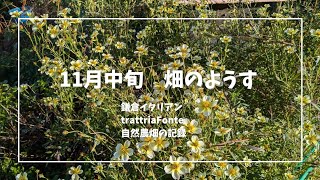 家庭菜園サイズで自然農。人と比べず、ちゃんと見守り、励まし、励まされる畑の記録。