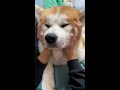 揉まれながら寝る秋田犬もんた君