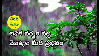 Heavy rains can damage your garden - Terrace garden tips Telegu - అధిక వర్షం ప్రభవం