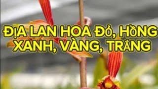 CHÚC MỪNG Valentine, ĐỊA LAN VÍP GIÁ RẺ, LAN KIẾM PHAN TRÍ RẺ - K912408397 - LAN RỪNG LÂM