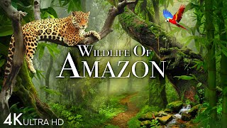 Wildlife of Amazon 4K - Animals That Call The Jungle Home | Amazon Rainforest |