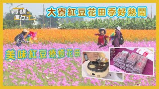 美味紅豆療癒花田 大寮紅豆花田季好熱鬧 ◆高雄進行式2024