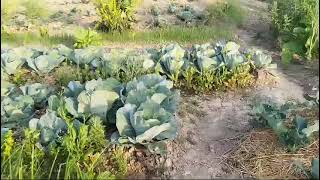 Babagi organic farming se yengba yamna nungaire. Missing home