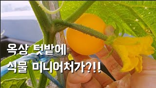 옥상텃밭에 미니어쳐 식물들을 보러오세요 ㅣ아기열매ㅣminiature plant ㅣ