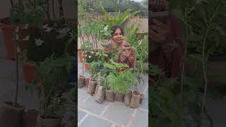 Saste Paudhe Khareede Govt. Nursery Se - Plants Shopping Haul #shorts