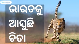 ଭାରତକୁ ଆସୁଛି ଚିତା - Bringing Cheetah in India