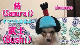 侍プードルとバカ殿チワワ【Watch full screen 愛犬】