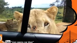 สะดุ้งเฮือก! สิงโตเปิดประตูรถ Lion Opens Car Door!