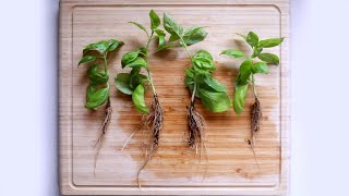 How To Grow More Basil From Cuttings | Herb Propagation