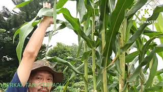 Jagung lokal tinggi batang hingga 406 cm