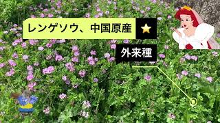 レンゲソウを、青菜として味噌汁に。これは豆苗の枠を超えて、美味しい野菜として全然ありですね。