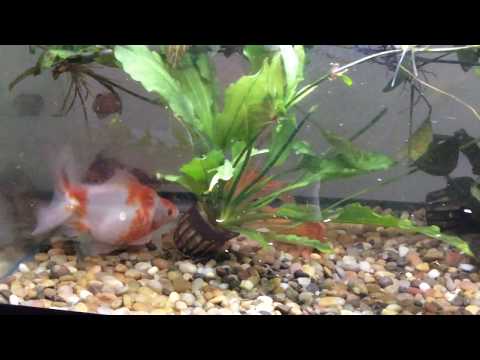 Feeding Goldfish and Catfish Feeding Goldfish and Catfish